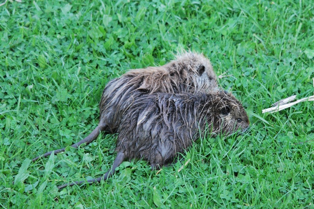 Una nutria piccola piccola